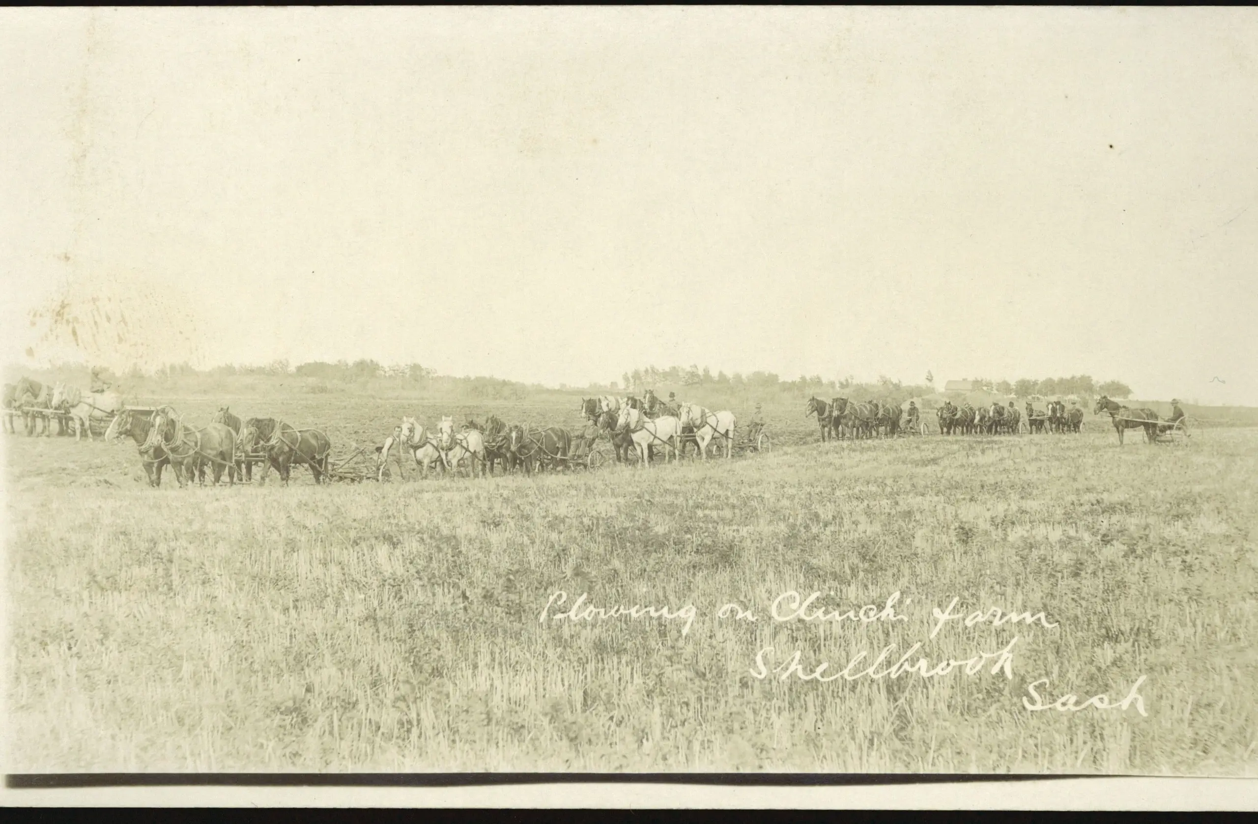 Horse-drawn ploughing on a farm near Shellbrook