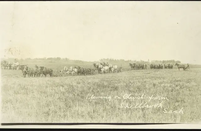 Horse-drawn ploughing on a farm near Shellbrook